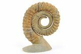 Early Devonian Ammonite (Anetoceras) - Tazarine, Morocco #253575-1